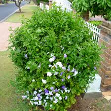 Image result for Brunfelsia australis