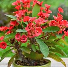 Image result for Euphorbia