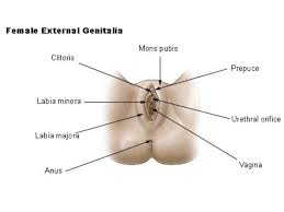 In the groin underneath the skin there are three to five deep the female groin is the junction at which folds of the abdomen are joined with the thighs on the sides of the human body. Female Reproductive System