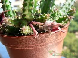 Image result for Huernia verekeri