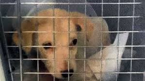 Ospd animal control, ocean springs, mississippi. Pet Stores Breeders Plan Opposition To Animal Control Bylaw Ctv News