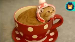 Cute And Funny Cats Try Not To Laugh The Best Animal Videos Dogsandcats Https Www Youtube Com Watch V Jupzn In 2020 Cat And Dog Memes Funny Cats Try Not To Laugh