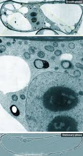 Plant cell transmission electron microscope images. How Plant Cell Compartments Change With Cell Growth