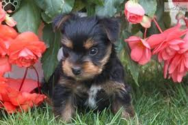 Meet Puddles A Cute Morkie Yorktese Puppy For Sale For 595 Puddles Morkie Designer Dogs Breeds Morkie Dogs