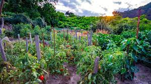 Staking your garden plants is important for certain fruits and veggies, which needs more support when they we explain here how to do it, which plants require it, with a few other helpful pointers along the way! Growing A Vegetable Garden Might Be Just What You Need During The Coronavirus Crisis Architectural Digest