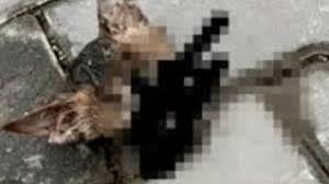 Sude Andas Olayi Nedir Sude Andas Kimdir