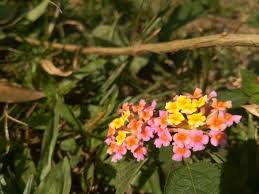 Image result for Fimbristylis scabrida