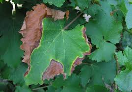 Image result for Pseudopeziza tracheiphila