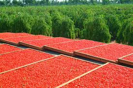 Goji Berry Nedir Faydalari Nelerdir Bitki Ansiklopedisi