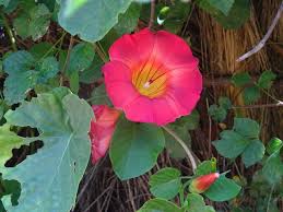 Image result for Stictocardia beraviensis