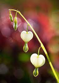 White Bleeding Heart I Love It When The Drops Are Red It Is Lovely And Inspiration For One Of My Novel Bleeding Heart Bleeding Heart Flower Bleeding Hearts