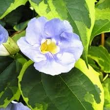 Image result for Thunbergia verdcourtii