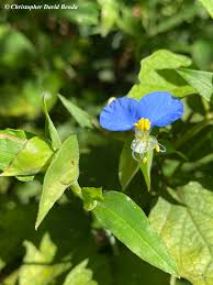 Image result for Commelina aspera