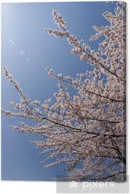 Cover your walls with artwork and trending designs from independent artists worldwide. Cherry Blossom Canvas Print Pixers We Live To Change