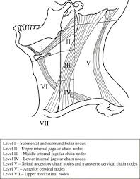 Reactive lymph nodes look different on ultrasound to lymphoma, so i'm sure the report to the gp will be the same as what she told you. Ultrasound Of Neck Lymph Nodes How To Do It And How Do They Look Radiography