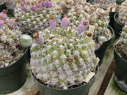 Desert images nursery ojai, ca tel: Gymnocalycium