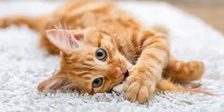 If you are planning to buy another pet because you are sorry to see your little one playing all by himself, or if you simply bought a pair of dogs, cats, birds, or fish, then, you may feel dazed and confused as to what to call them. 50 Cute Cat Names Adorable Names To Give A Boy Or Girl Kitten