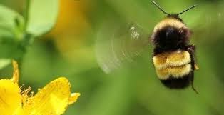 Image result for Bombus bohemicus