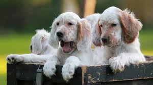 Find puppies for sale, started dogs for sale and finished dogs from all sorts of different pointing breeds, retrieving breeds and flushing breeds. English Setter Price Temperament Life Span