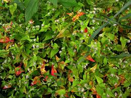 Image result for Persicaria nepalensis