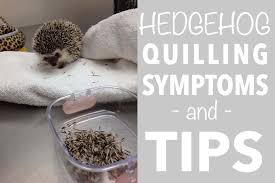 Baby hedgehog taking a bath, she didn't really like the water a whole lot but she was a good sport about it. Hedgehog Quilling Symptoms And Tips Heavenly Hedgies