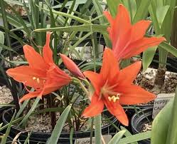 Image result for Hippeastrum