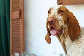 Bracco Italiano By Davide De Zorzi Via 500px