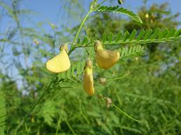 Image result for Sesbania brevipedunculata