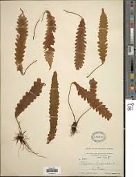 Image result for Grammitis