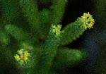 Image result for Euphorbia crebrifolia