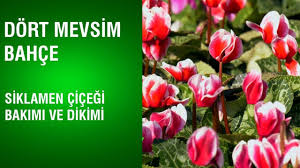 Koyu yeşil ve parlak yapraklı, yaz ve kış ayında yaprak dökmeyen, gece serinliğini ve nemli havayı seven ve evde. Dort Mevsim Bahce Siklamen Cicegi Bakimi Ve Dikimi Youtube