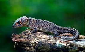 かっこいい爬虫類 アカメカブトトカゲの特徴と飼育方法 値段や繁殖方法 水場を準備しよう woriver トカゲ トカゲ かわいい 爬虫類
