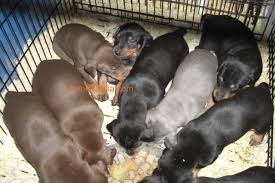 Place a free ad today! European Type Doberman Puppies Available For Sale At Thane Mumbai