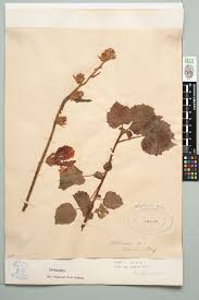 Image result for Hibiscus diversifolius