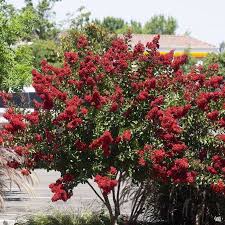 We did not find results for: Why Crape Myrtles Take The Stage This Summer Green Acres Nursery Supply