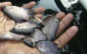 Ikan ini mempunyai bentuk badan pipih dan lebar. 6 Rahasia Cara Mempercepat Pertumbuhan Ikan Gurame