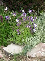 Delicious gifts, beautiful flowers & more. Remembrance Columbine Wyoming Plant Company