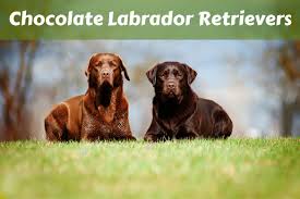 Over 587 chocolate lab puppy pictures to choose from, with no signup needed. Chocolate Lab Your Go To Guide To The Chocolate Labrador Retriever 2021