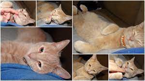 Gordon The Buff Tabby Came From The Capital Humane Society In Lincoln Ne He Seems Very Content In His New Home Humane Society Tabby Cats