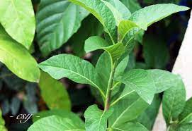 Khasiat buah dan daun kedondong (buah amra). 11 Manfaat Daun Afrika Si Pahit Yang Semakin Populer Dasttortio1 2020