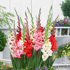 Image result for Gladiolus bellus