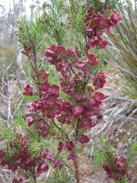 Image result for Dodonaea