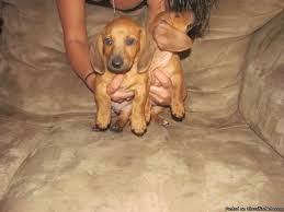 Dachshund puppies for sale near me. Mini Dachshund Puppies Price 250 00 For Sale In Yucca Valley California Best Pets Online