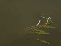 Image result for Aponogeton junceus