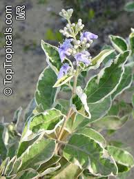 Image result for Vitex trifolia