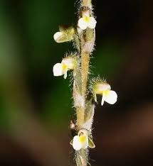 Image result for Zeuxine