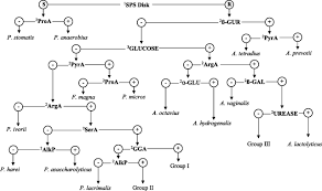 development of a flow chart for identification of gram