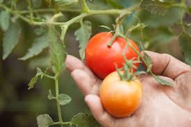 How To Grow Tomatoes In A Greenhouse With Pictures Wikihow