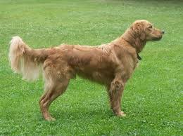 Here is a glimpse into the life of your next new best friend. 3 Best Golden Retriever Breeders In Minnesota 2021 We Love Doodles