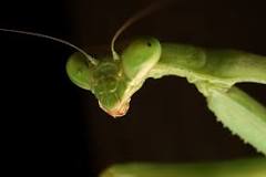 Resultado de imagen para terrario para mantis